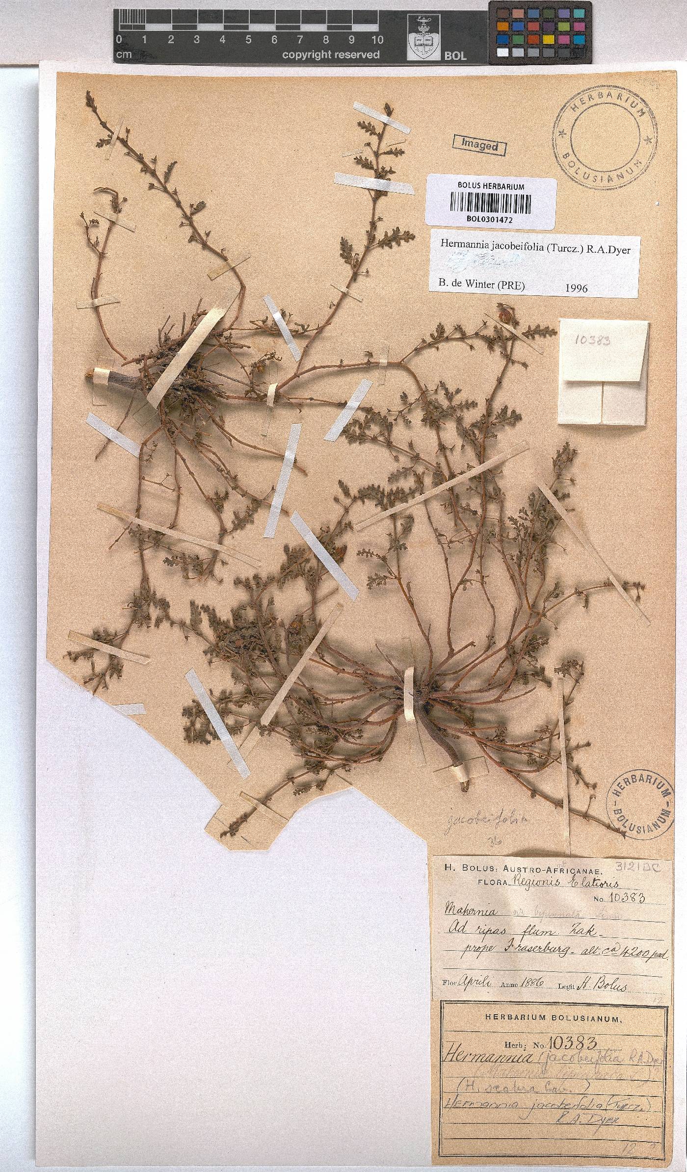 Hermannia jacobeifolia image