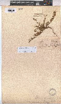 Hermannia jacobeifolia image