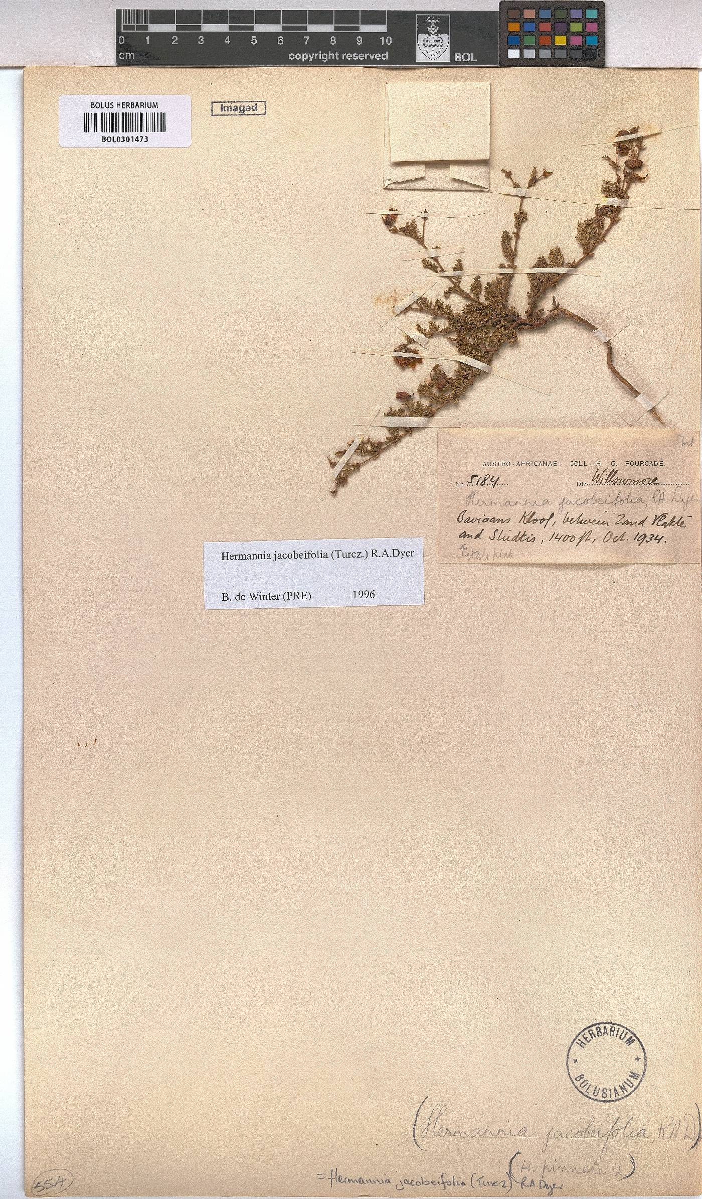 Hermannia jacobeifolia image