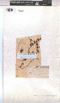 Hermannia linnaeoides image