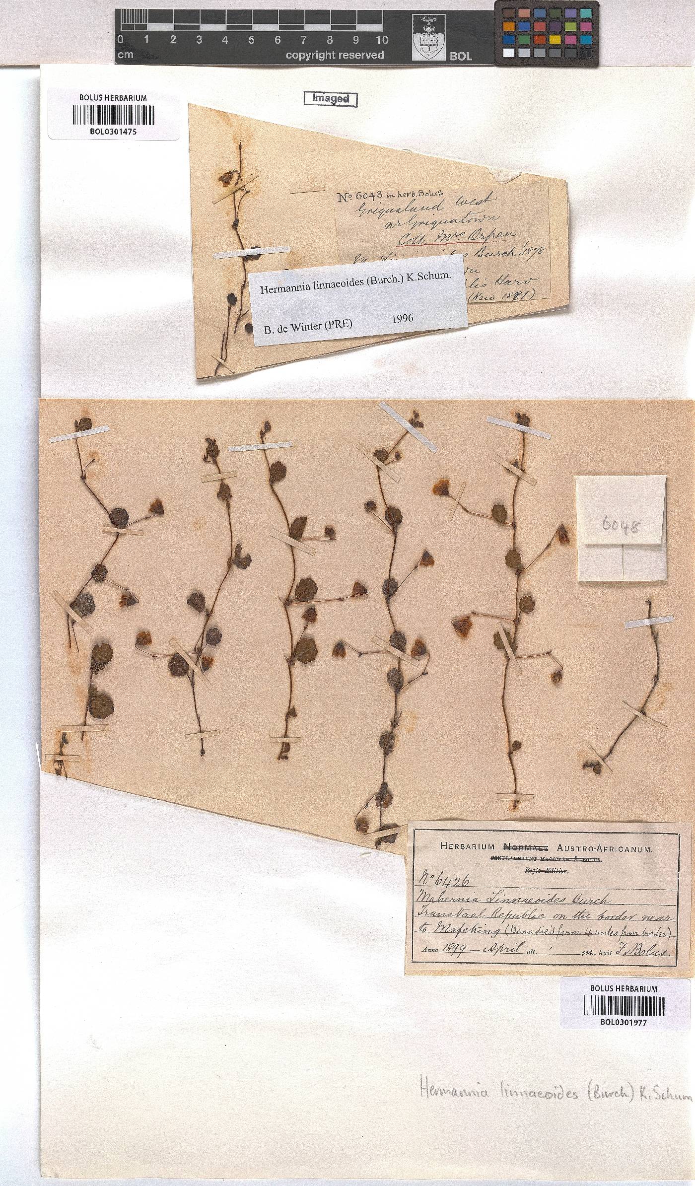 Hermannia linnaeoides image