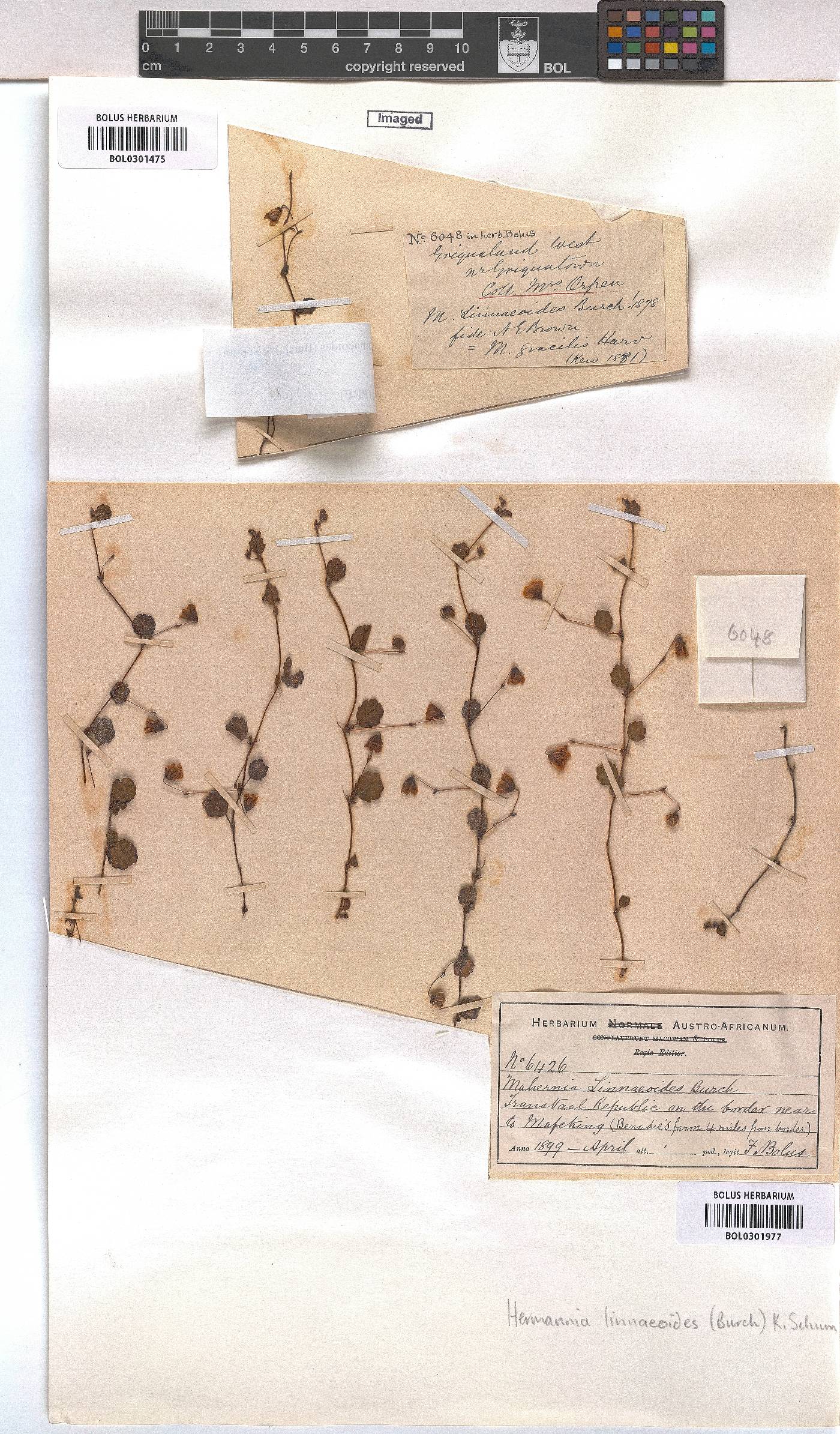 Hermannia linnaeoides image