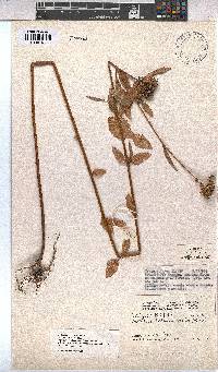 Image of Melochia corchorifolia