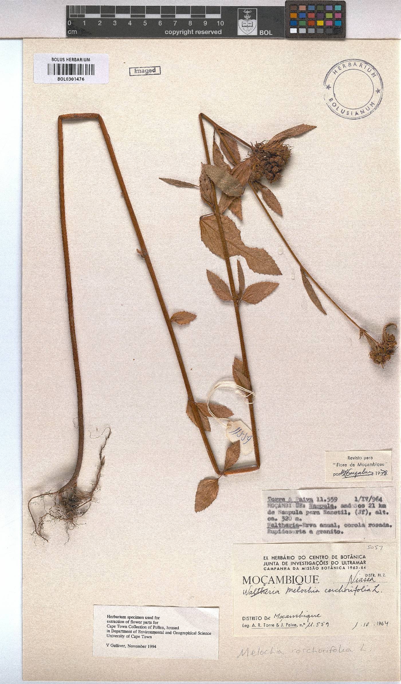 Melochia corchorifolia image