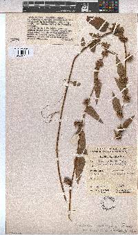Image of Melochia melissifolia