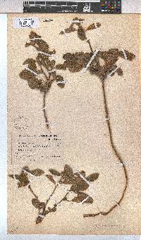Waltheria indica image