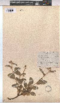 Waltheria indica image