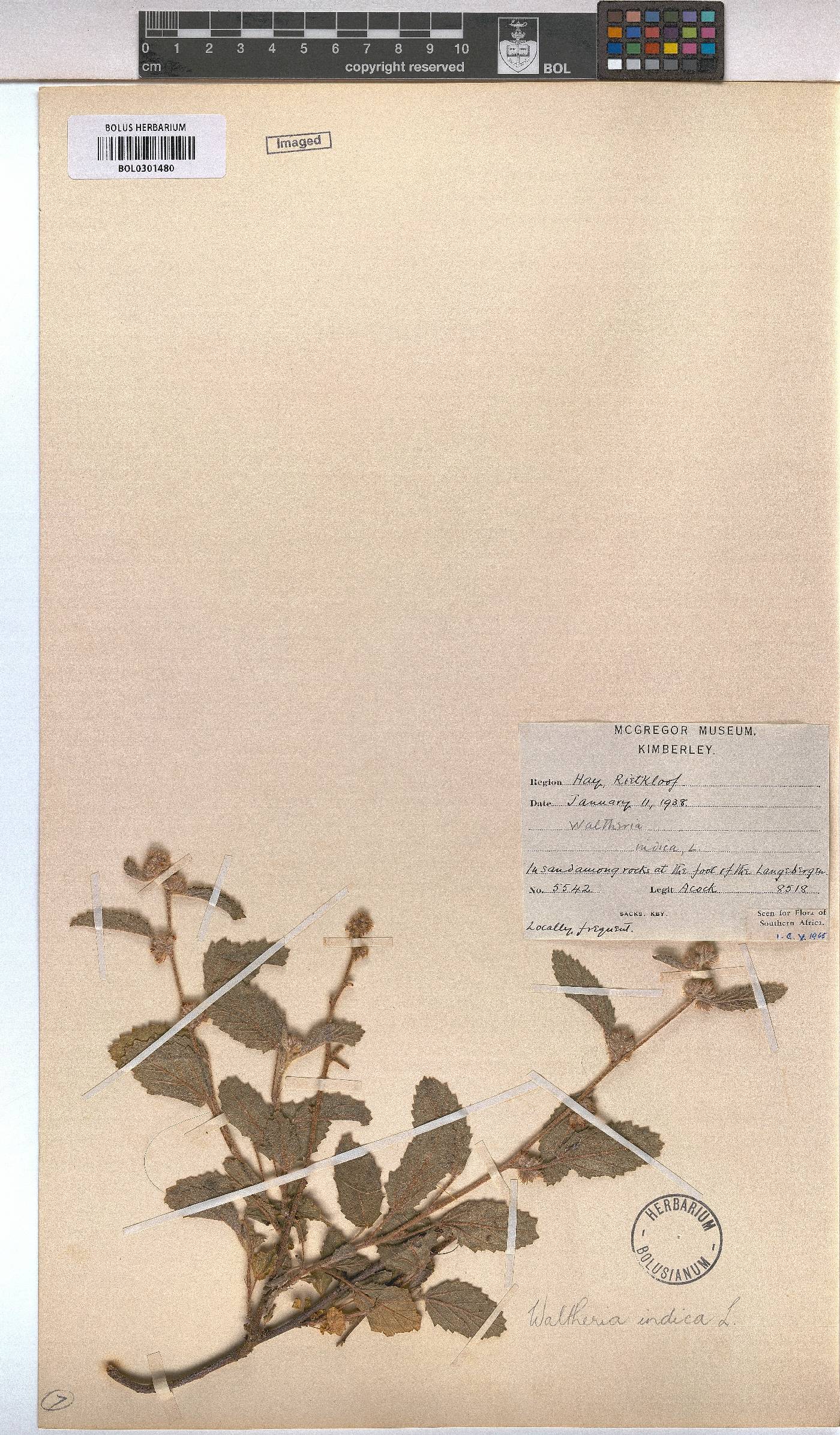 Waltheria indica image