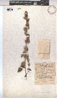 Waltheria indica image