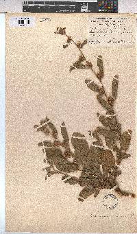 Waltheria indica image