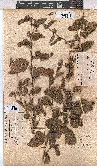 Waltheria indica image