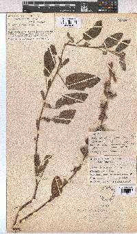 Waltheria indica image