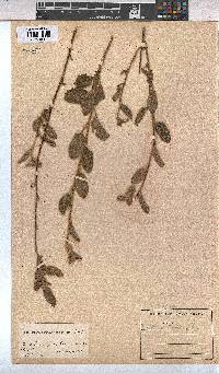Waltheria indica image