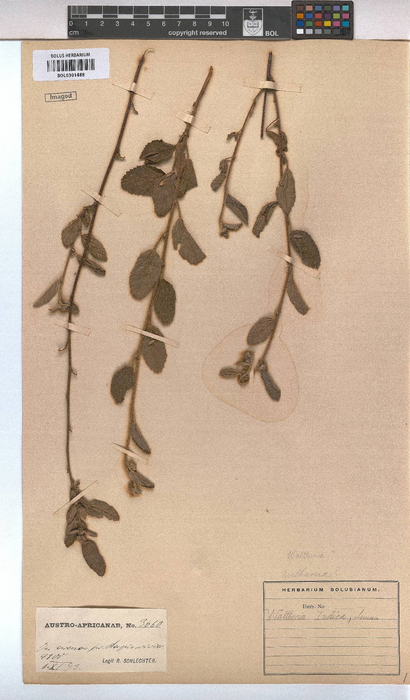 Waltheria indica image