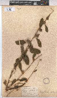Waltheria indica image