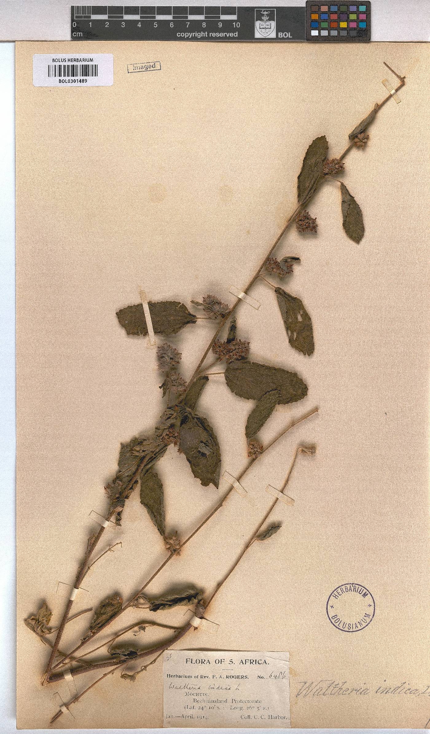 Waltheria indica image