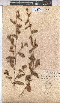 Waltheria indica image