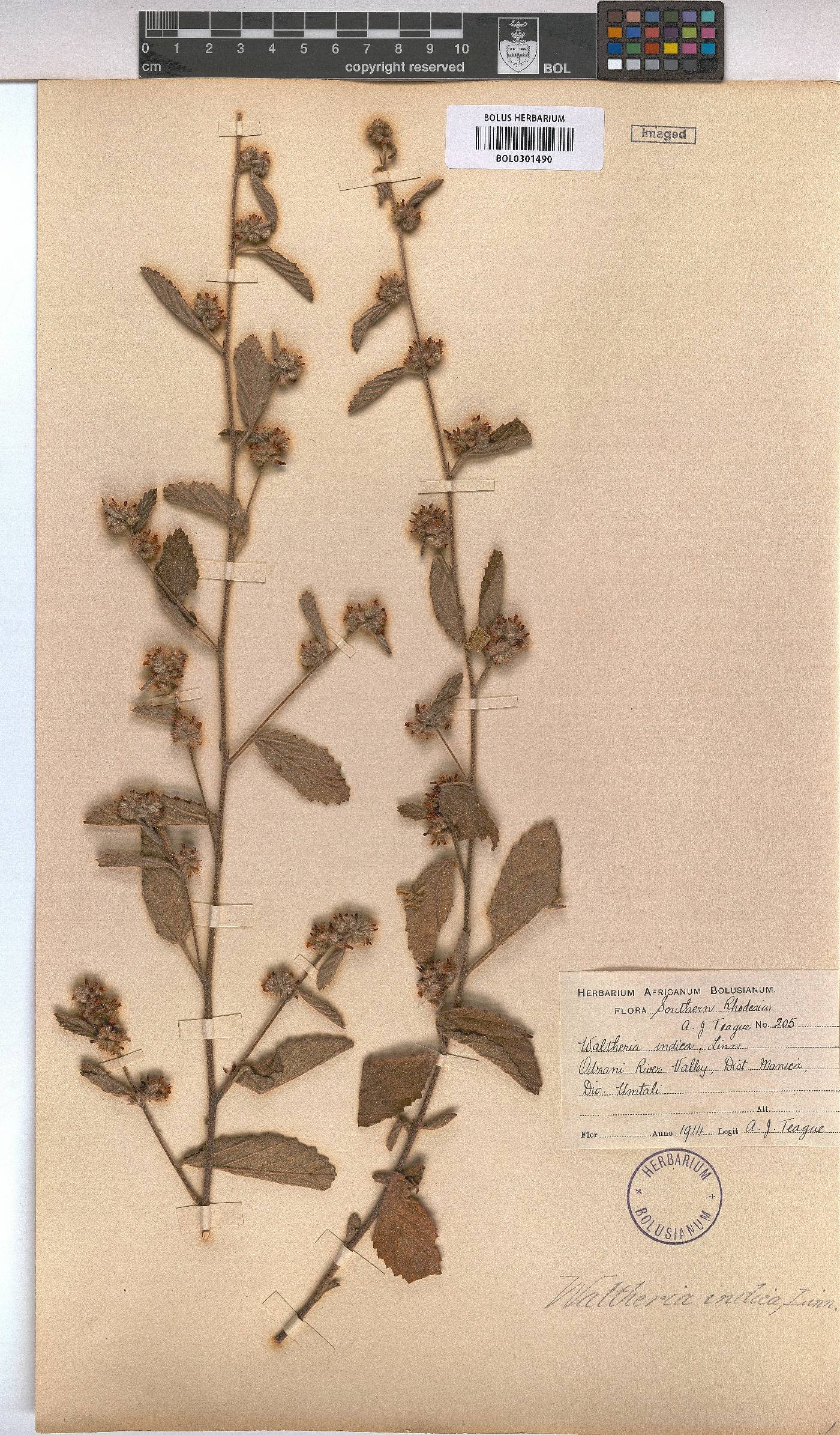 Waltheria indica image