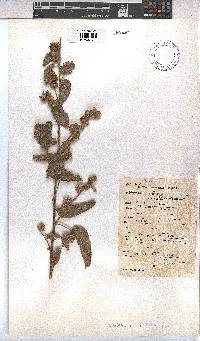 Waltheria indica image