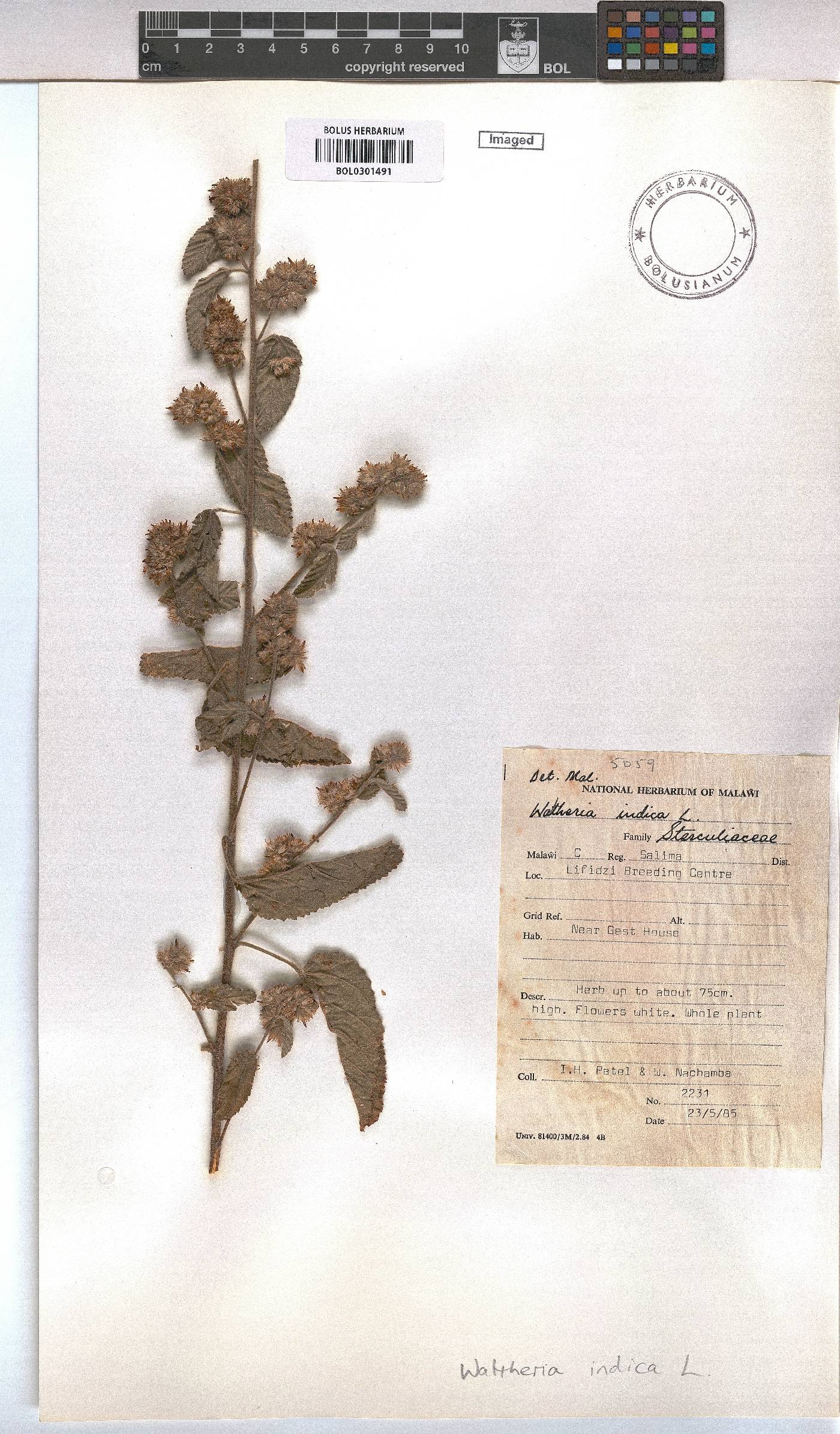 Waltheria image