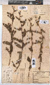 Waltheria indica image