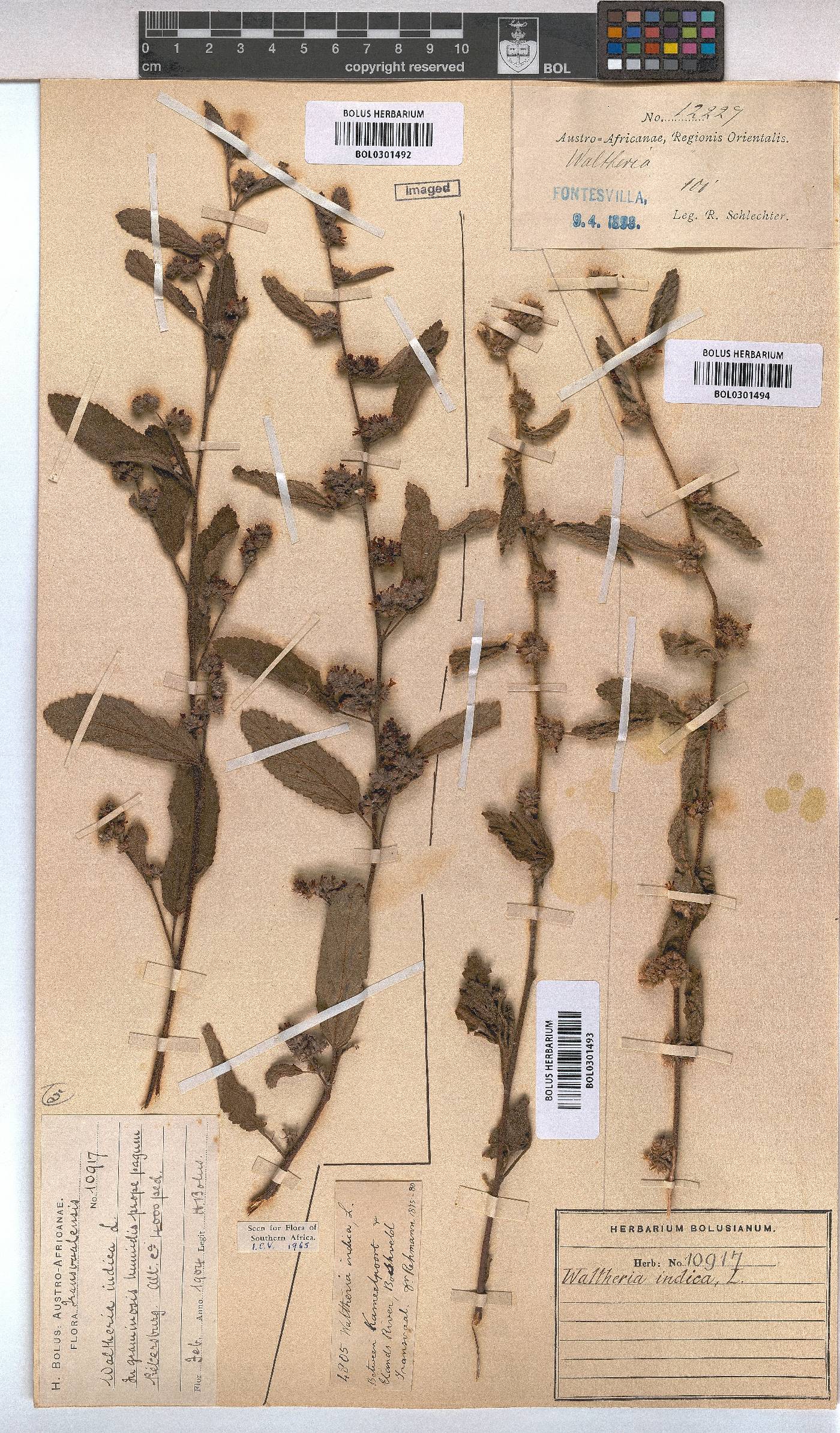 Waltheria indica image