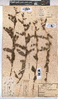 Waltheria indica image