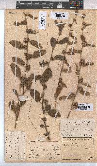 Waltheria indica image