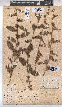 Waltheria indica image