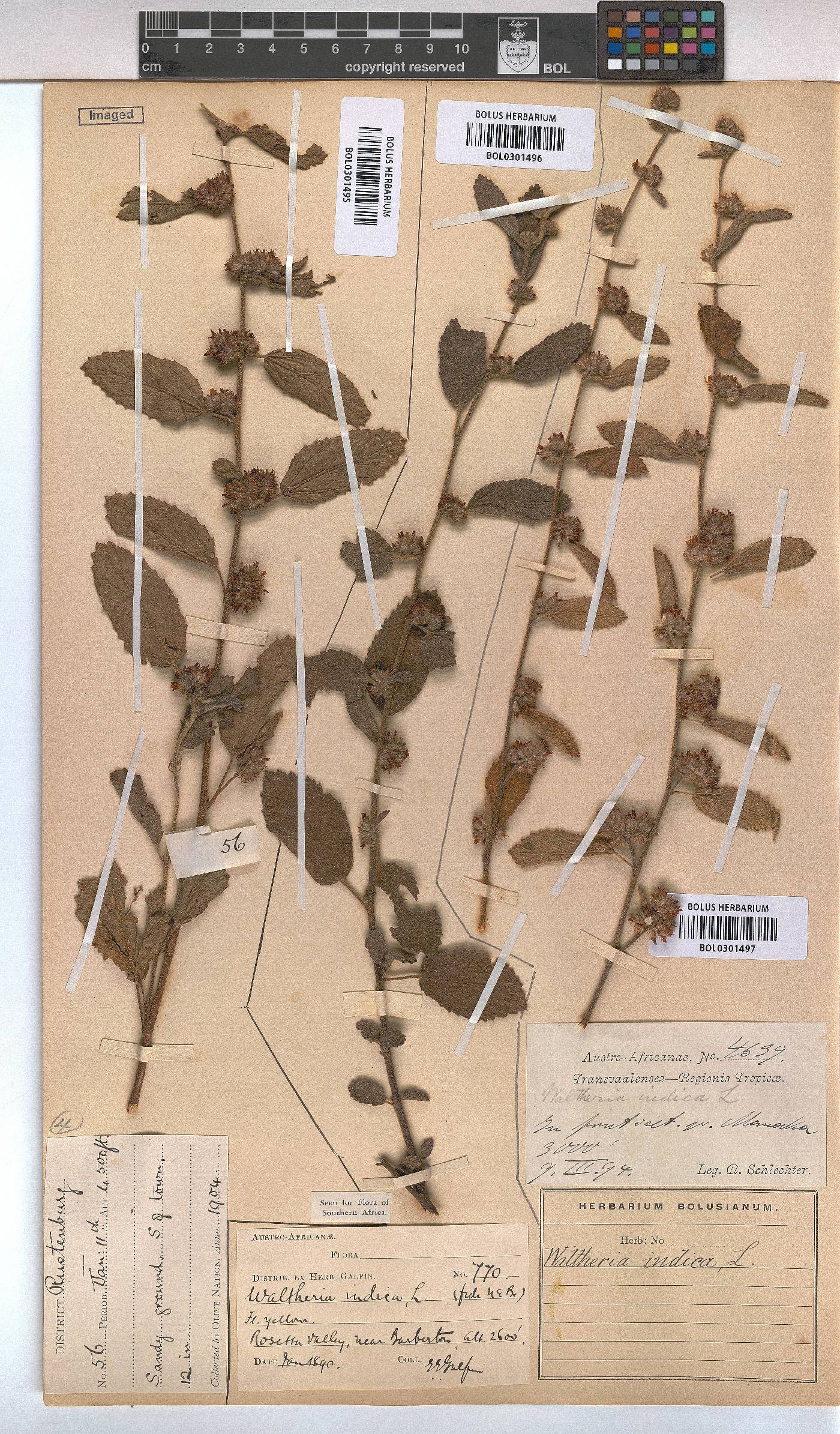 Waltheria image
