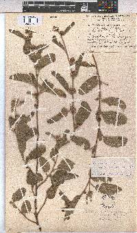 Waltheria indica image