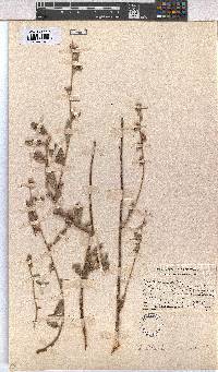 Waltheria indica image