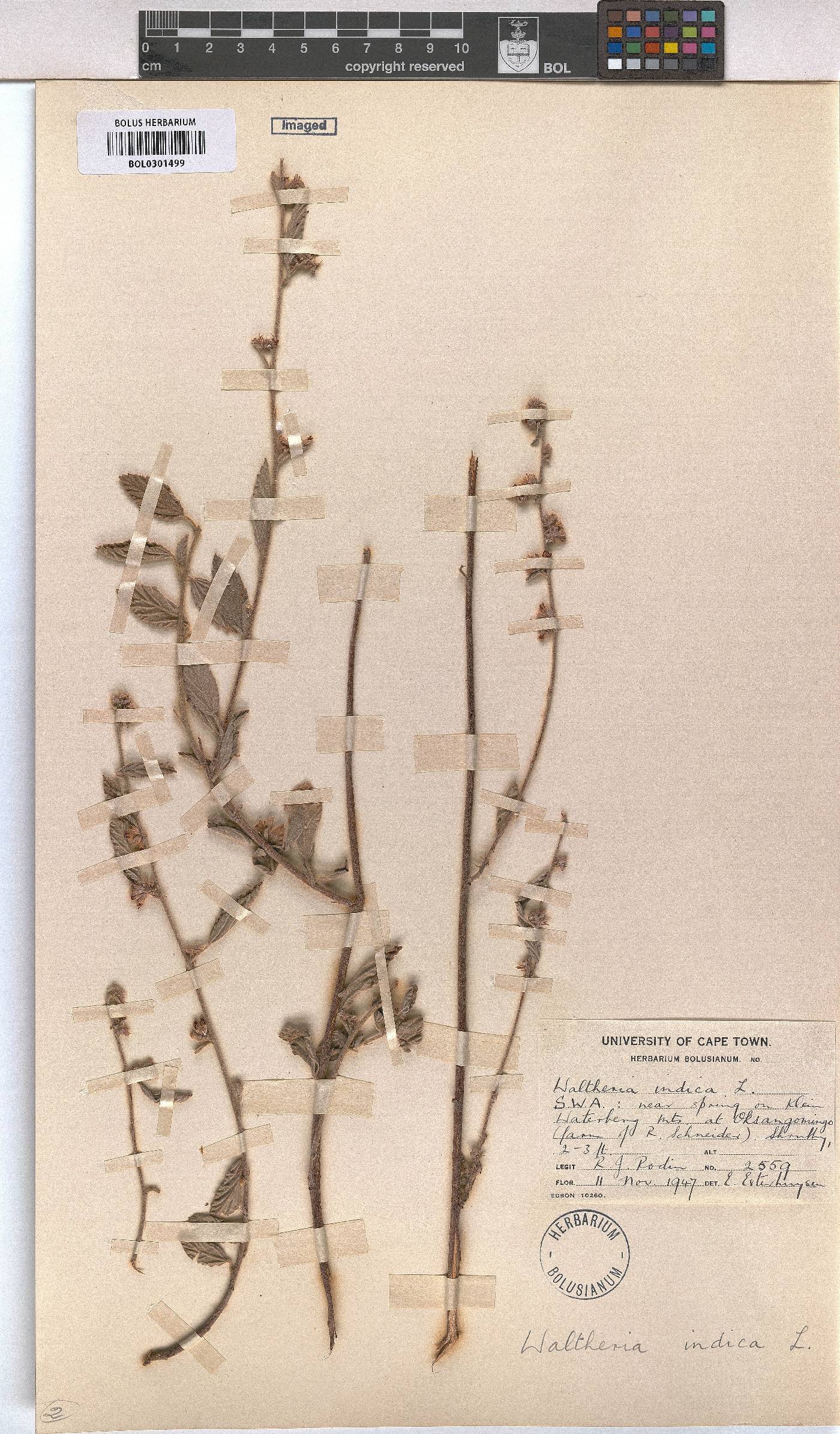 Waltheria indica image