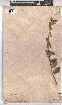 Waltheria indica image