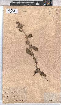 Waltheria indica image