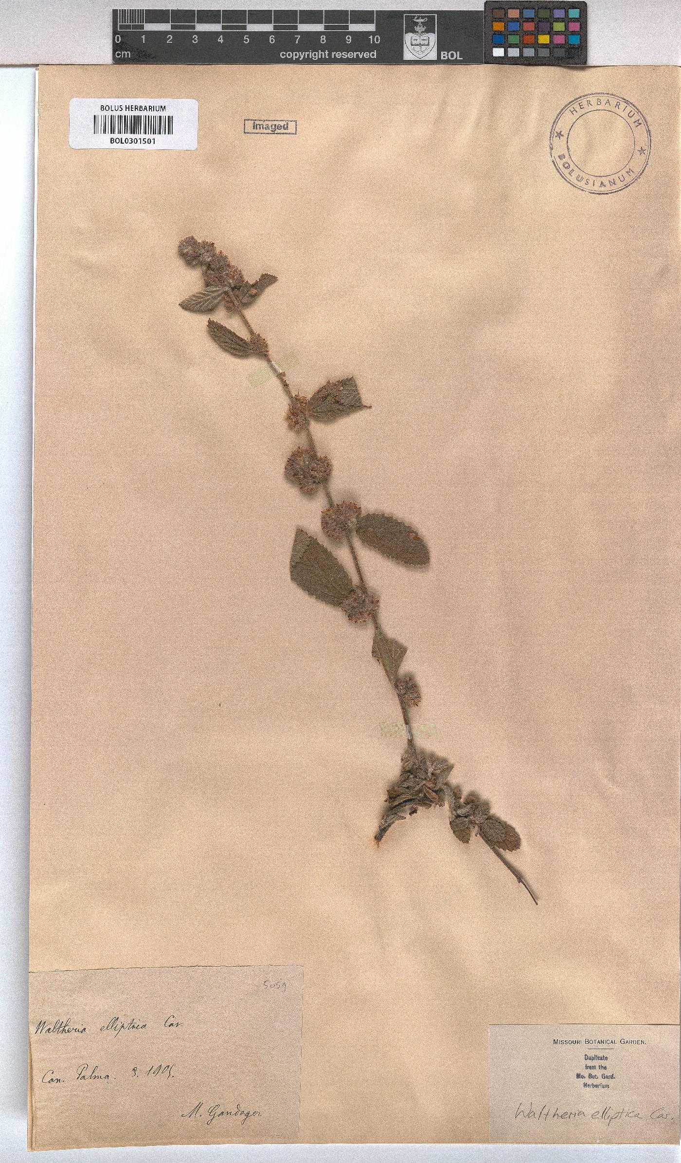 Waltheria indica image