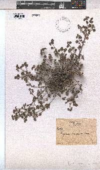 Image of Ayenia compacta