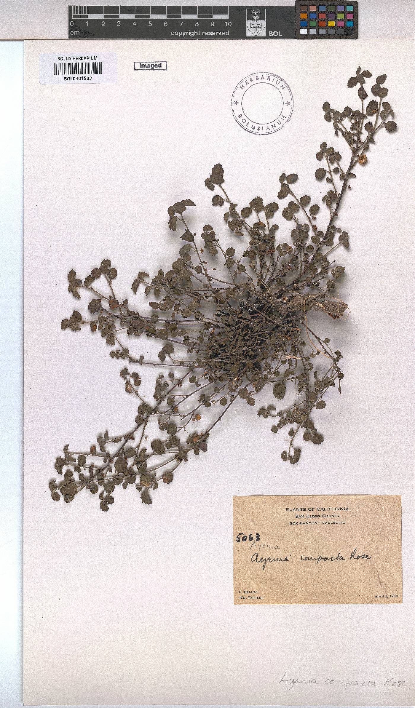 Ayenia image