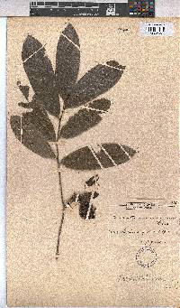 Scaphopetalum macranthum image