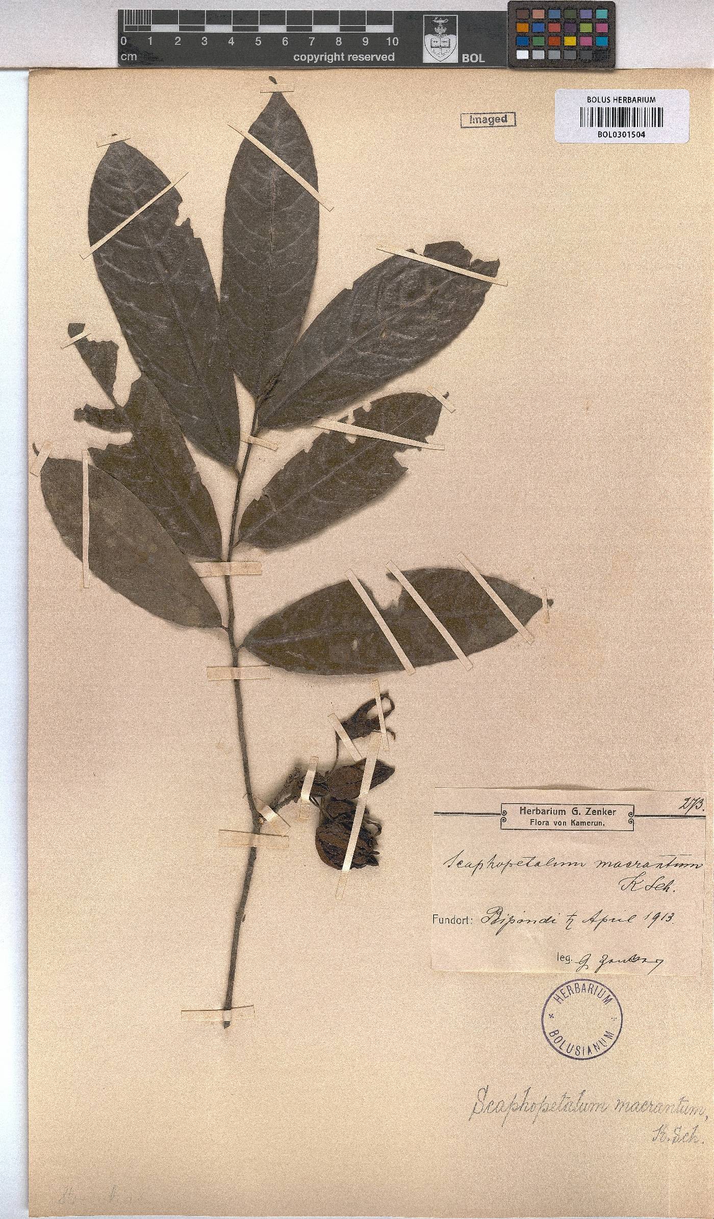 Scaphopetalum macranthum image