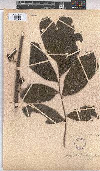 Scaphopetalum macranthum image
