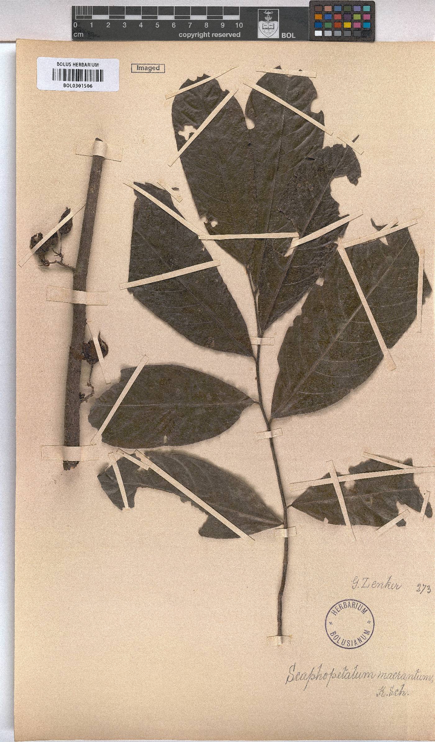 Scaphopetalum macranthum image