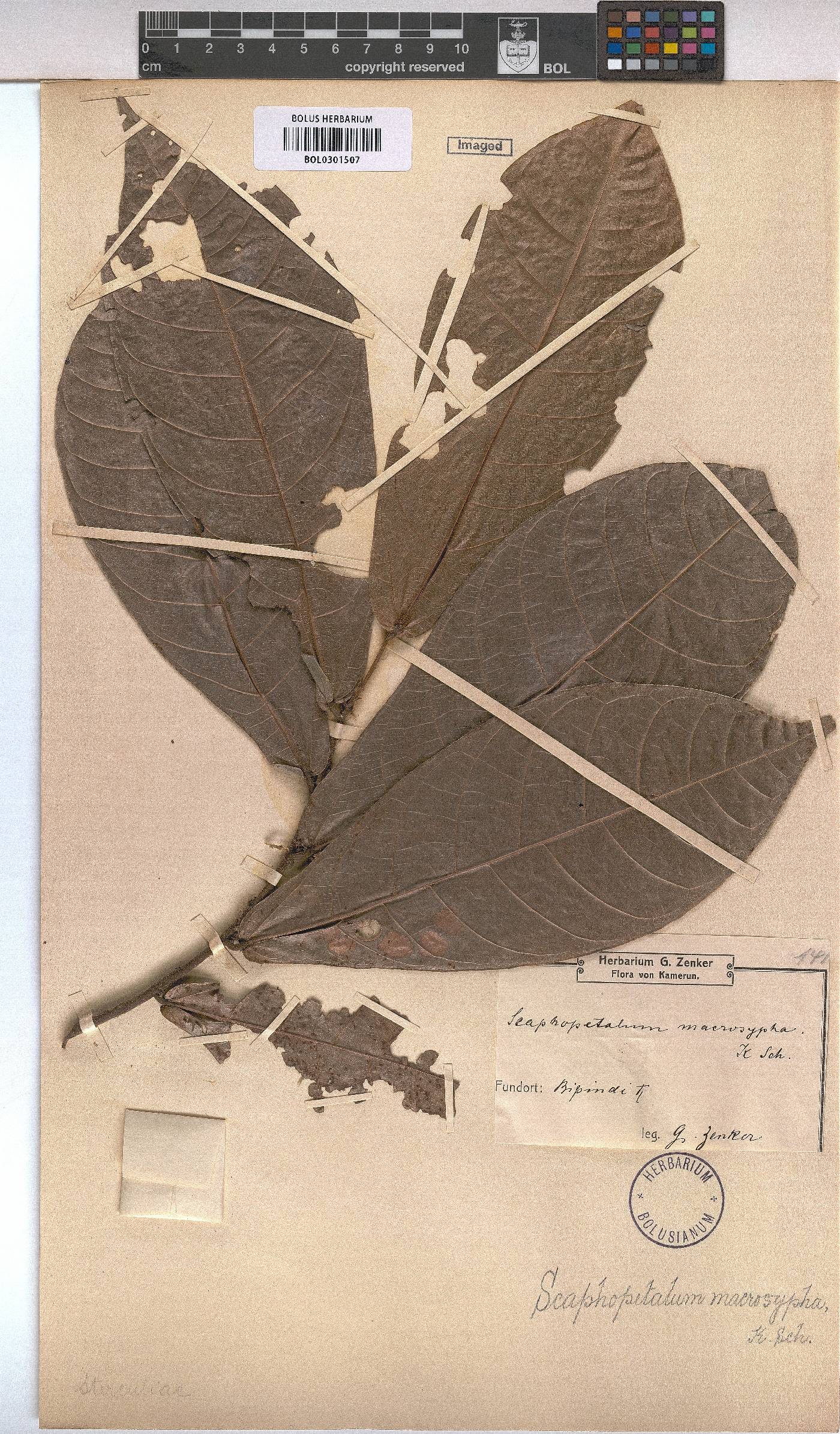 Scaphopetalum image