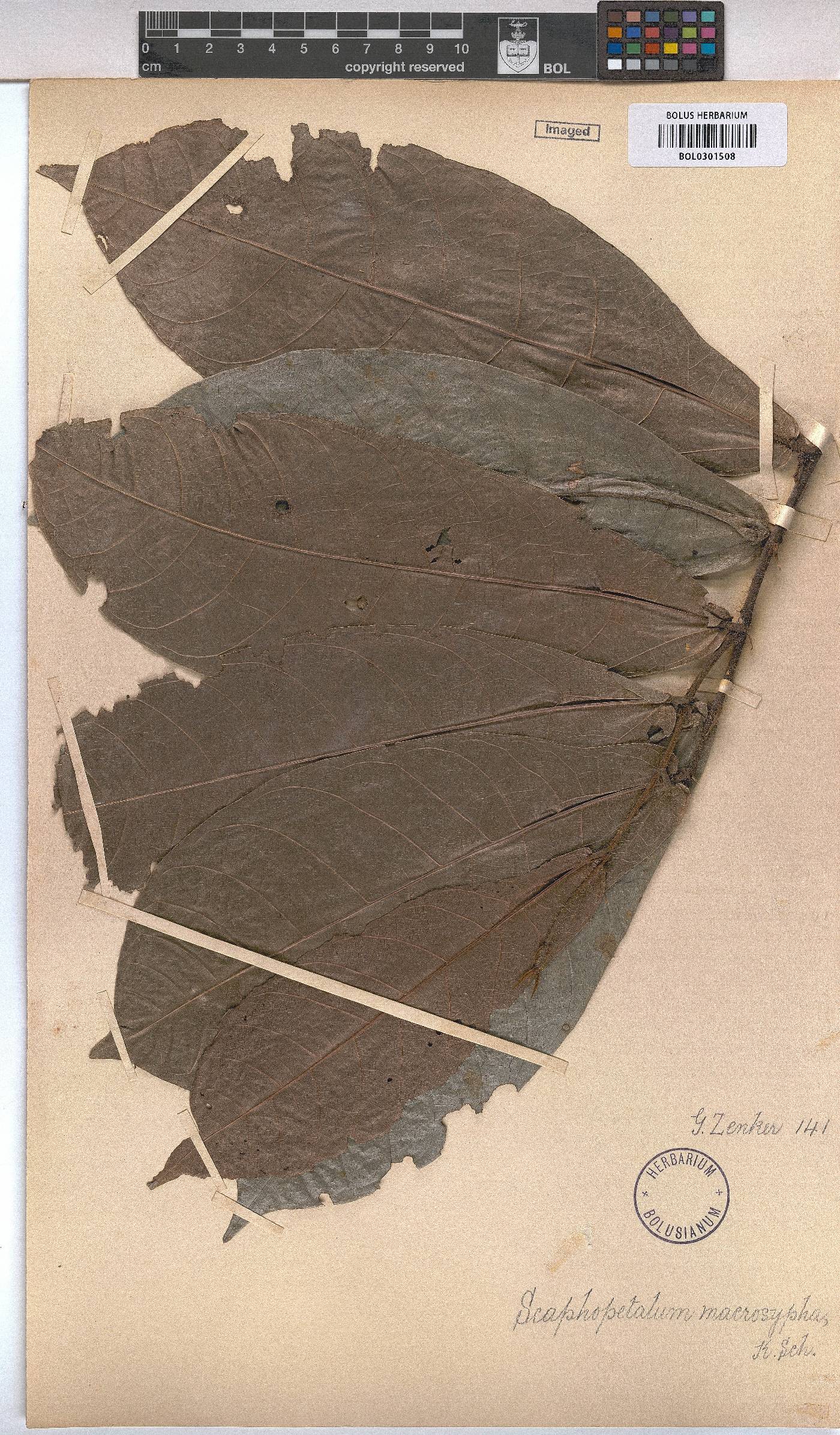 Scaphopetalum image