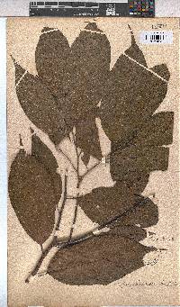 Image of Leptonychia macrantha