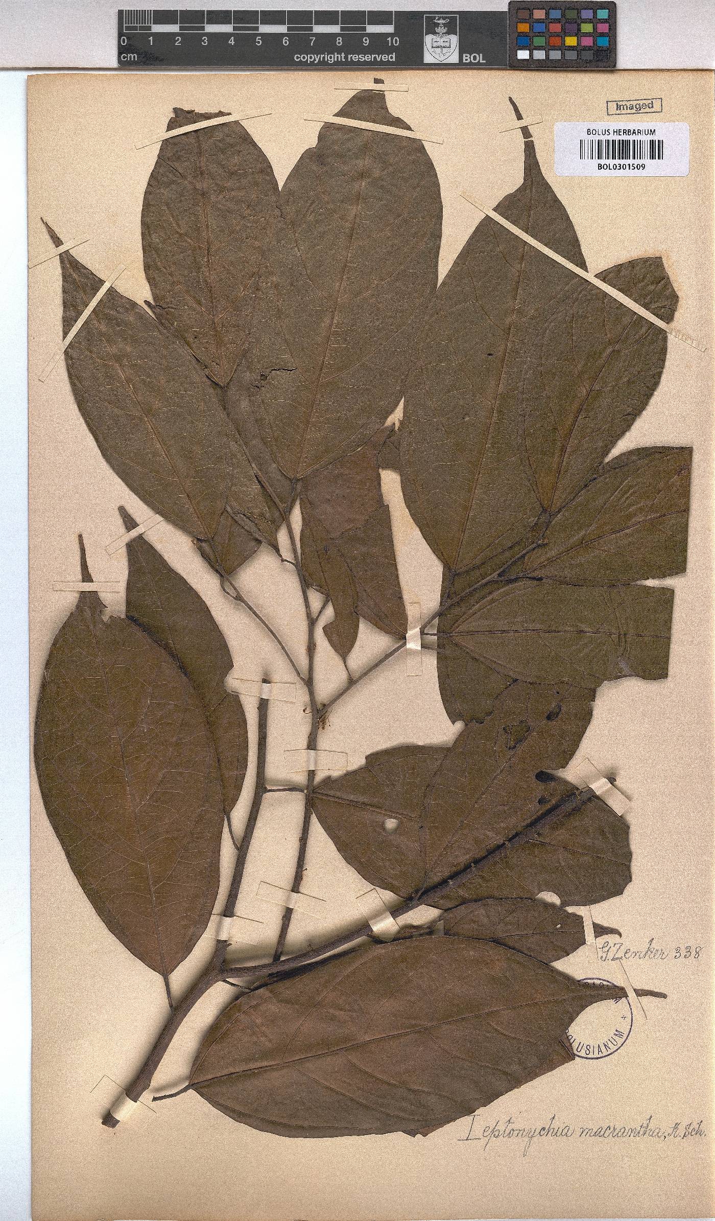 Leptonychia macrantha image