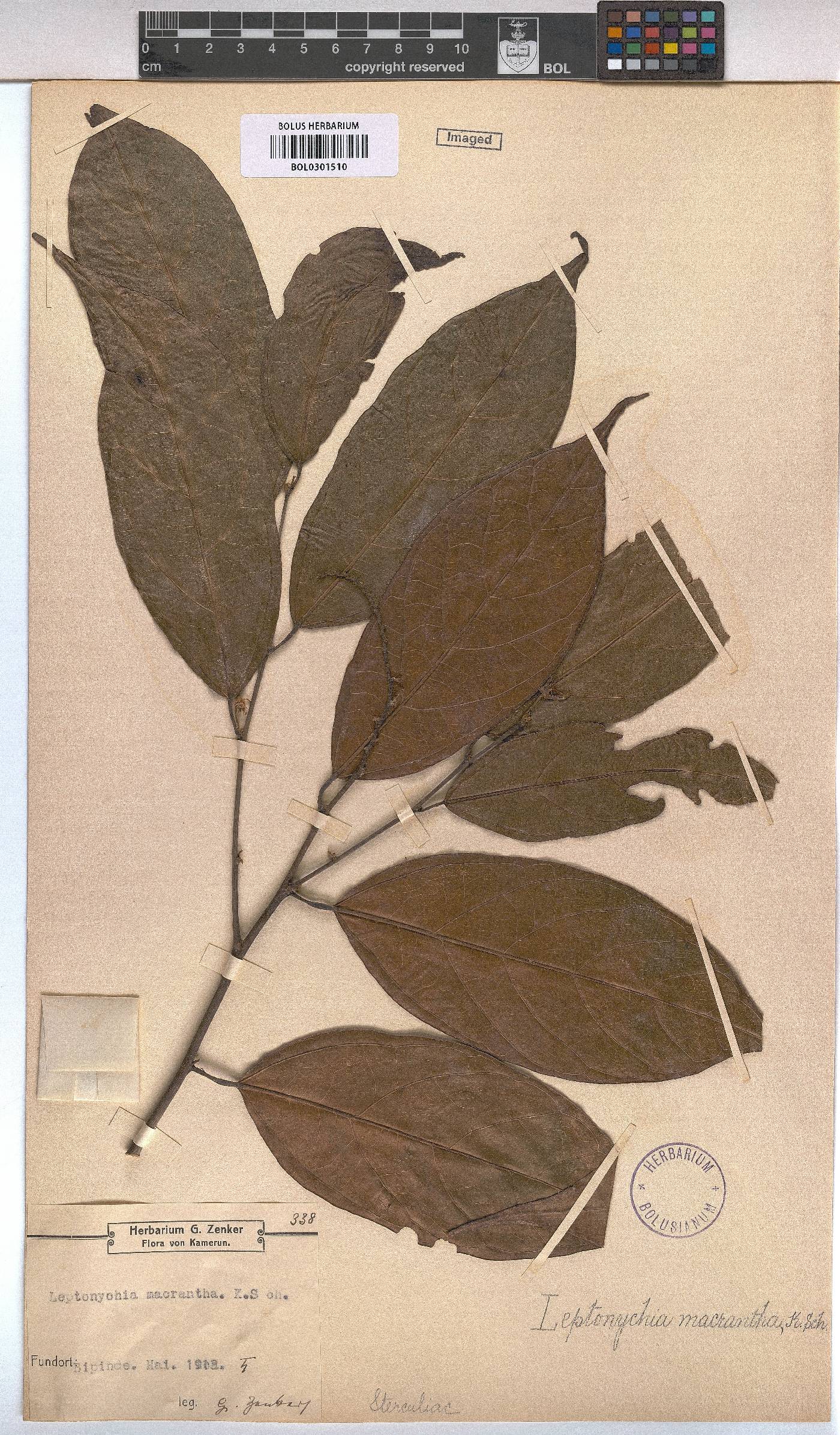 Leptonychia macrantha image