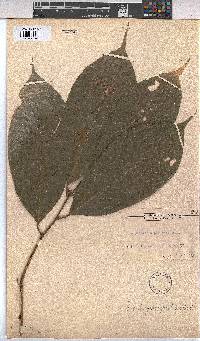 Leptonychia pallida image