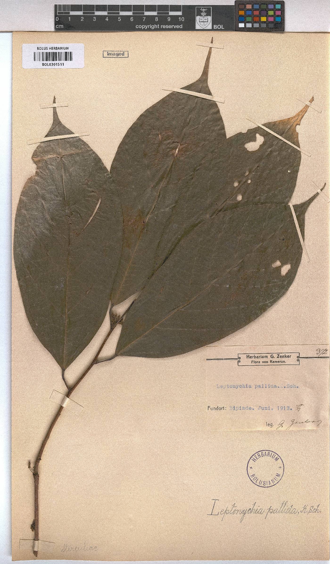Leptonychia image