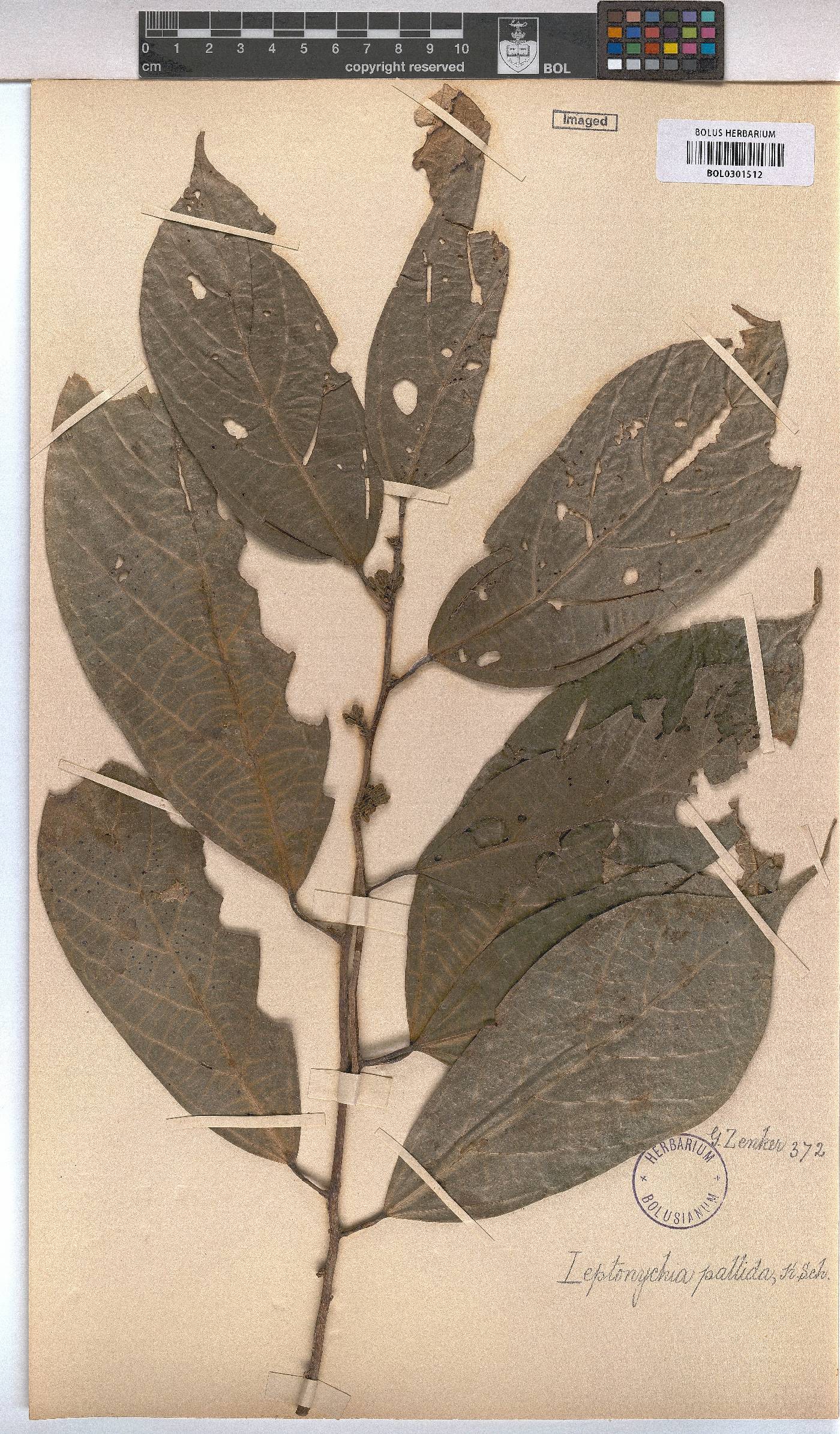 Leptonychia pallida image